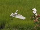Great egret lying, New Jersey, Usa. Botanical Print